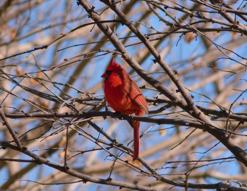 Cooks Creek Arboretum, February 22nd