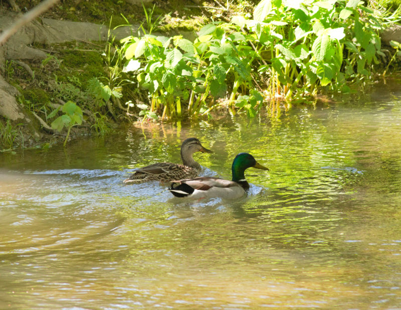 Cooks Creek Arboretum, May 9th