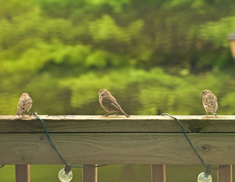 Our Back Porch, August 15th