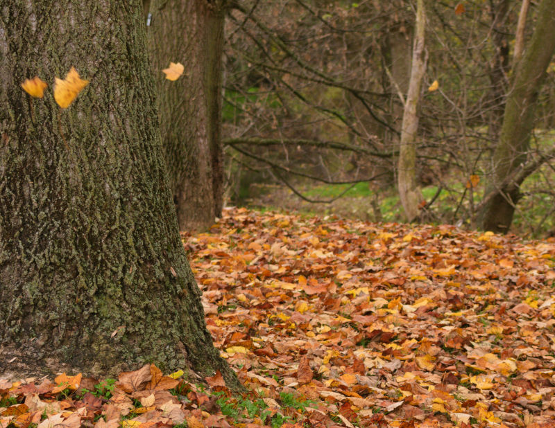 Cooks Creek Arboretum, October 28th