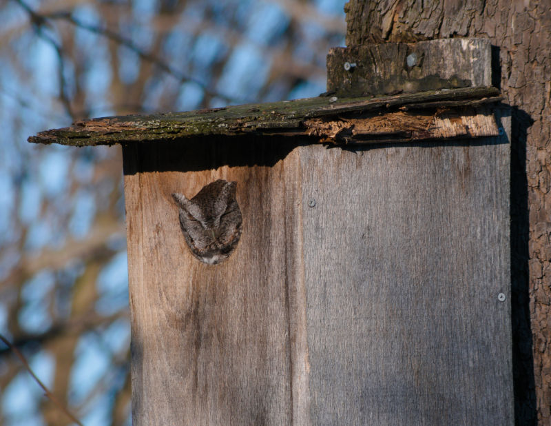 Cooks Creek Arboretum, January 10th