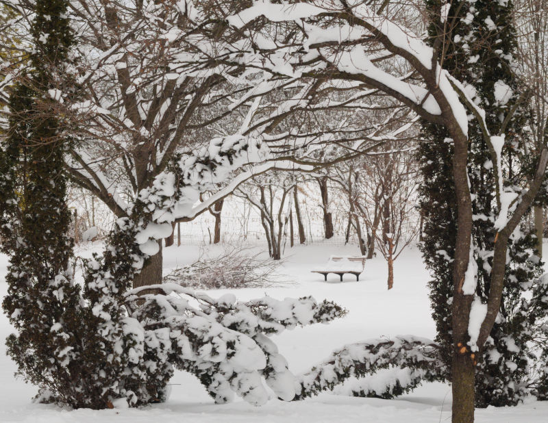 Cooks Creek Arboretum, February 1st