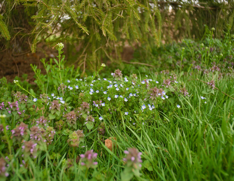 Cooks Creek Arboretum, March 25th