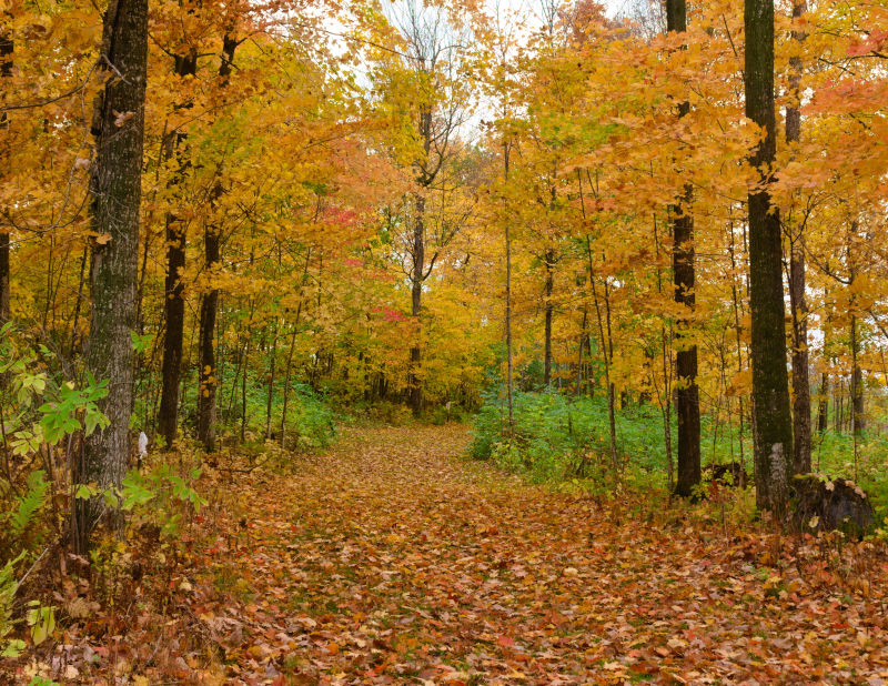 Rockman's Woods, October 3rd