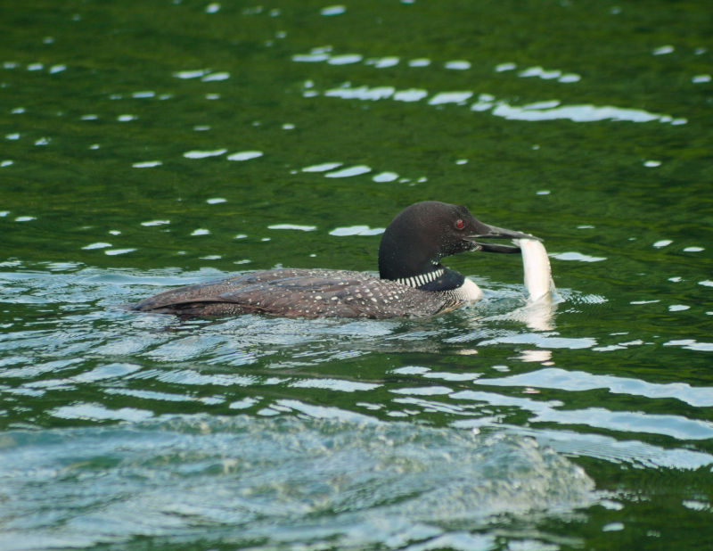 Lake 26, September 10th