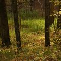 P1000048.jpg